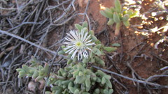 Octopoma tanquanum