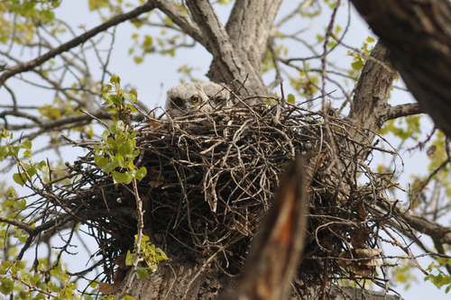 Great Horned Owl photographed in New Mexico