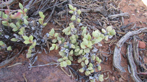 Image of Braunsia geminata by (c) James Deacon, some rights reserved (CC BY-SA)