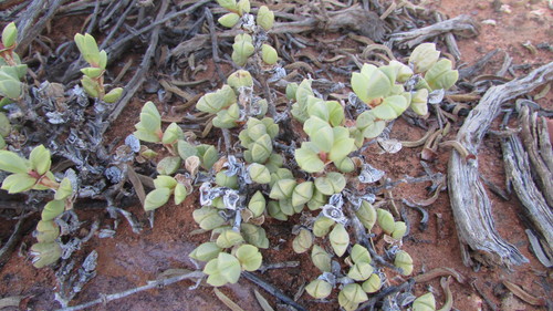 Image of Braunsia geminata by (c) James Deacon, some rights reserved (CC BY-SA)
