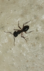 Camponotus xerxes