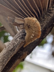 Megalopyge opercularis
