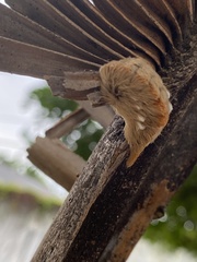 Megalopyge opercularis