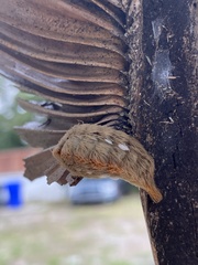 Megalopyge opercularis