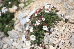 Potentilla clusiana