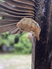 Megalopyge opercularis