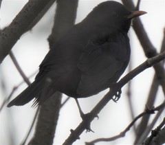 Turdus merula