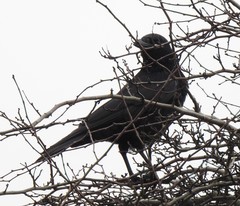 Corvus corone