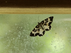 Rheumaptera hastata