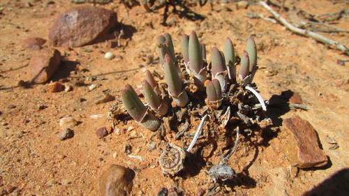 Image of Cheiridopsis namaquensis by (c) James Deacon, some rights reserved (CC BY-SA)