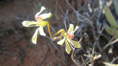 Pelargonium karooicum