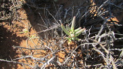 Pelargonium karooicum