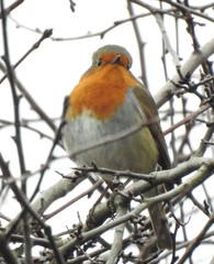 Erithacus rubecula