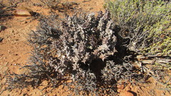 Quaqua mammillaris