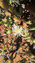 Octopoma tanquanum