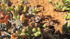 Octopoma tanquanum