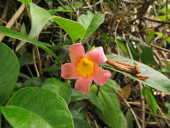 Mandevilla urophylla