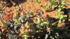 Octopoma tanquanum
