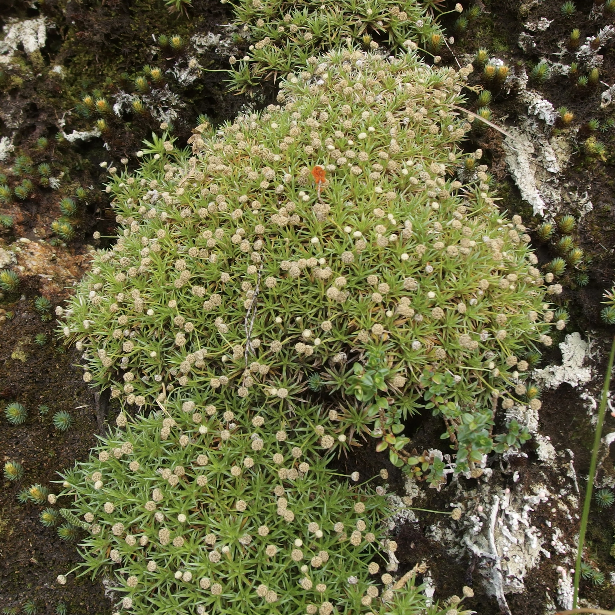 Paepalanthus pilosus image