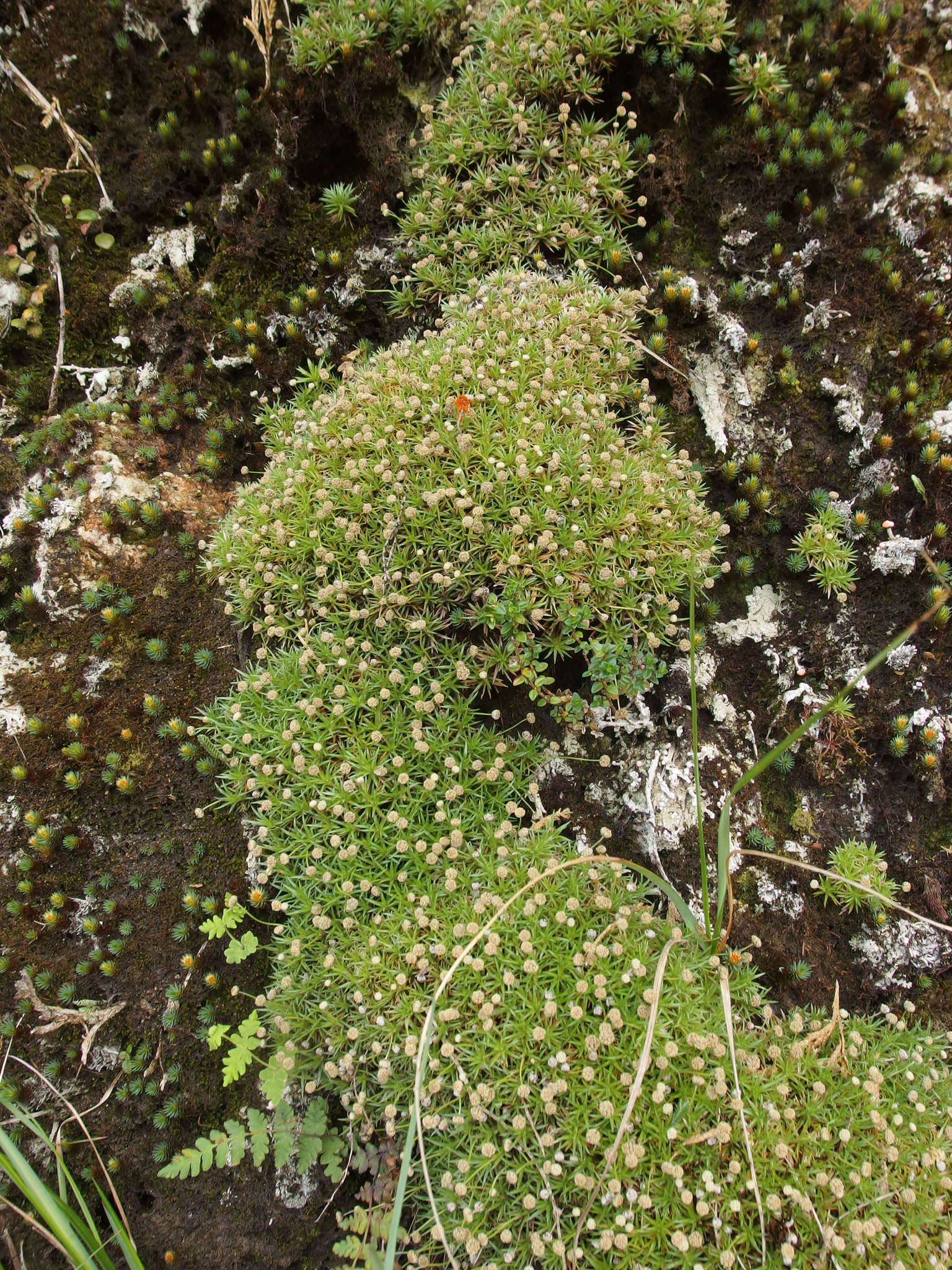 Paepalanthus pilosus image