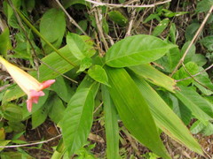 Mandevilla urophylla