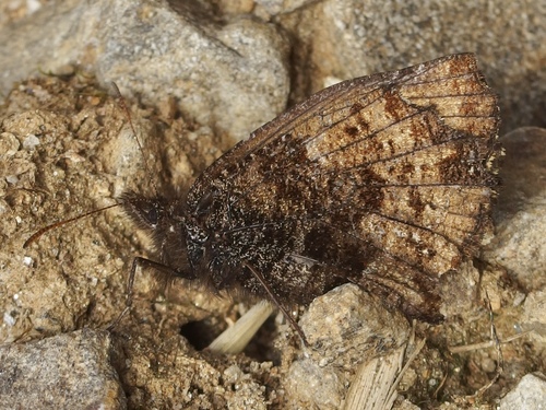 Panyapedaliodes traceyannae