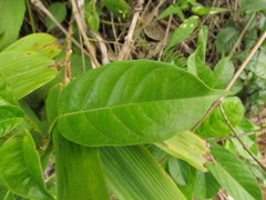 Mandevilla urophylla