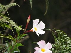 Mandevilla immaculata