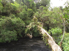 Mandevilla immaculata