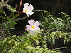 Mandevilla immaculata