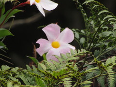 Mandevilla immaculata
