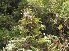 Mandevilla immaculata