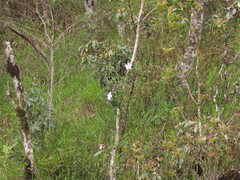 Mandevilla immaculata
