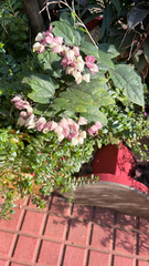 Clerodendrum thomsoniae