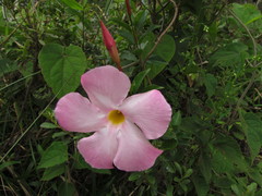 Mandevilla immaculata