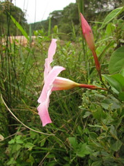 Mandevilla immaculata