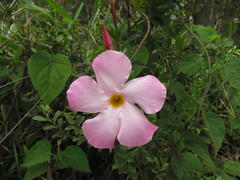 Mandevilla immaculata
