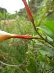 Mandevilla immaculata