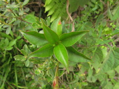 Mandevilla immaculata