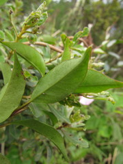 Mandevilla immaculata