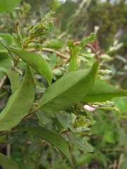 Mandevilla immaculata