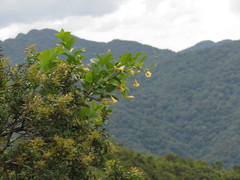 Mandevilla urophylla