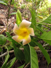 Mandevilla urophylla