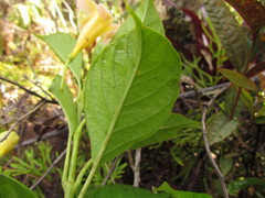 Mandevilla urophylla