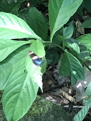 Heliconius sara