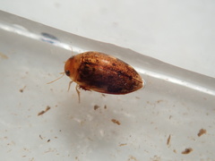 Laccophilus proximus