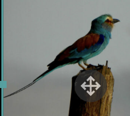 Abyssinian Roller