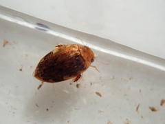 Laccophilus proximus