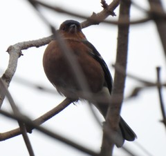 Fringilla coelebs