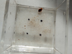 Laccophilus proximus